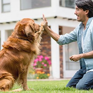 dog training Giving a Dog a Bone