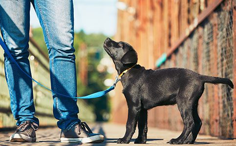 Dog On A Leash