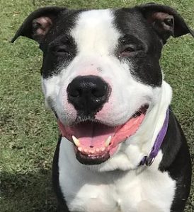 happy dog Giving a Dog a Bone