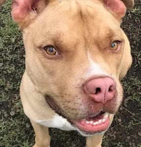 pit bull pet sitting Giving a Dog a Bone