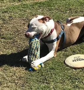 dog chewing a toy