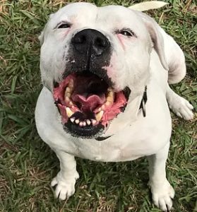 happy dog Giving a Dog a Bone