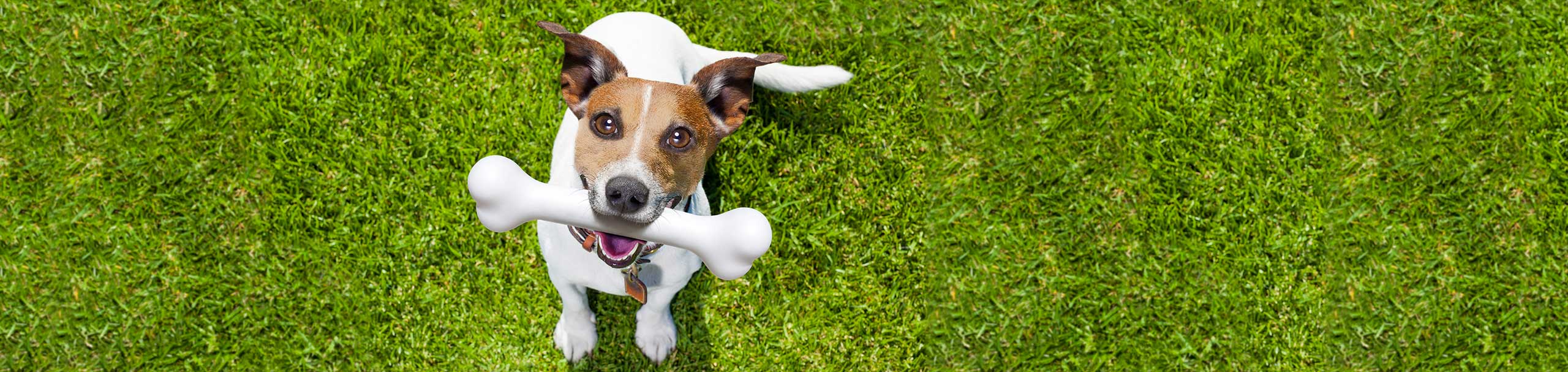 Dog chewing a bone Giving a Dog a Bone