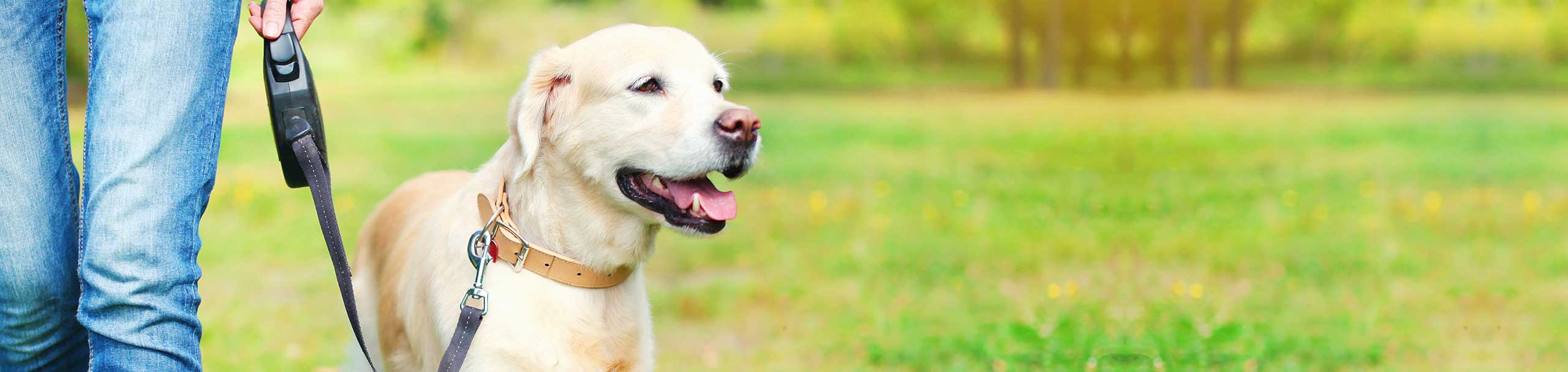 Dog Walking Giving a Dog a Bone