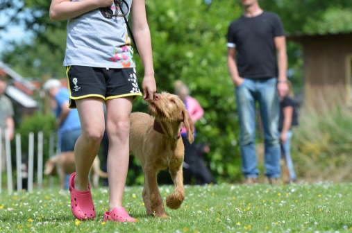 Dog Walking Obedience