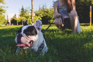 dog walking in north palm beach - giving a dog a bone