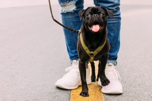 Dog Walking in Jupiter - giving a dog a bone