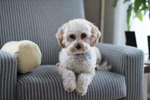 a pet sitting on a chair