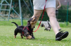 jupiter dog walker - giving a dog a bone