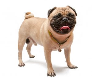 Dog Training