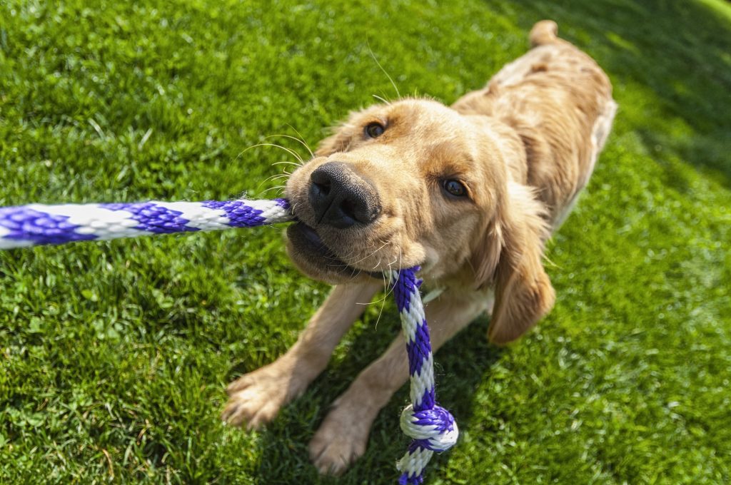 Teaching Your Dog TugofWar and The Benefits Giving A Dog A Bone
