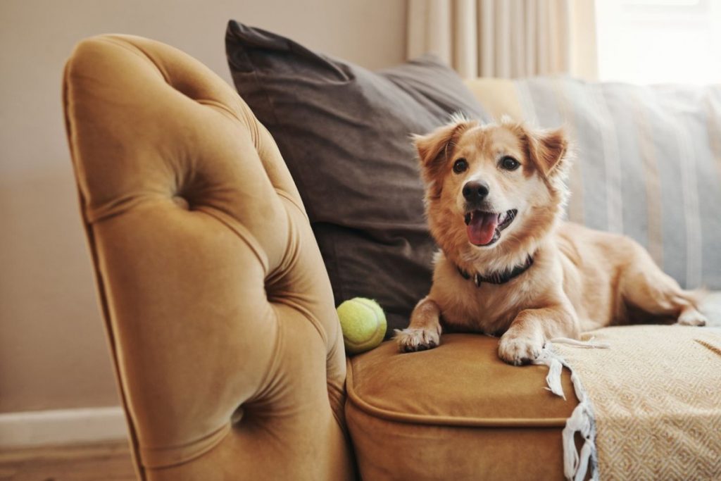 Dog Training in Fort Pierce