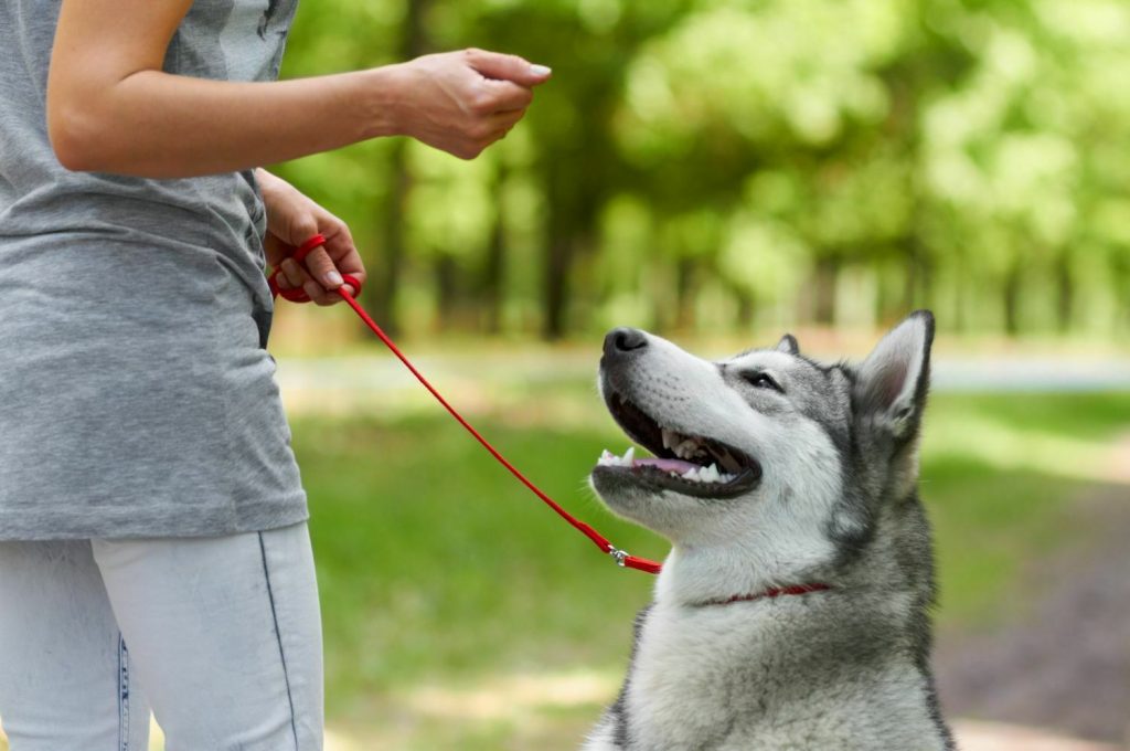 Dog Training in Palm City