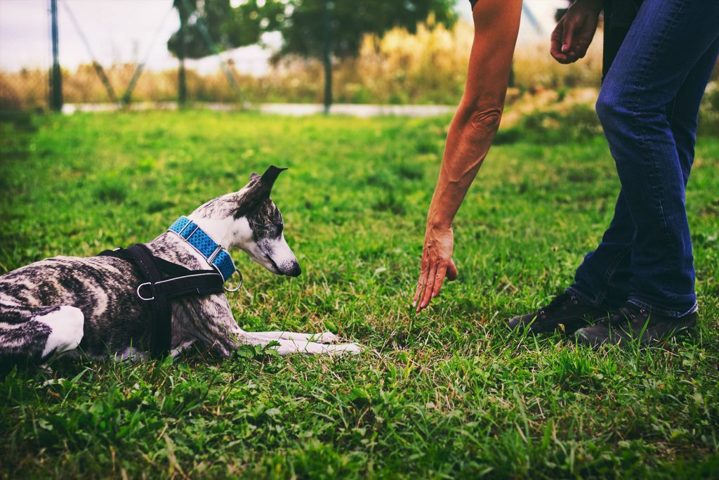 Dog Training in Port St. Lucie
