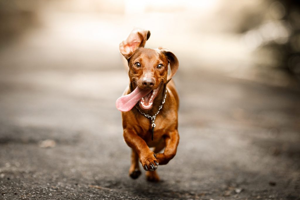 Try Teaching This Easy Dog Recall Method Giving A Dog A Bone