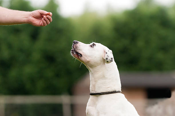 Dog Training in Sebastian
