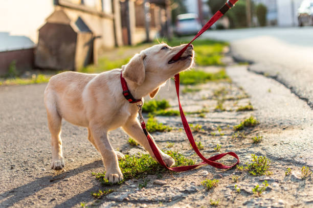 Dog Training in Stuart