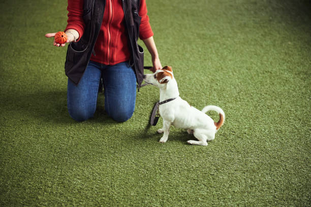 Dog Training in Vero Beach