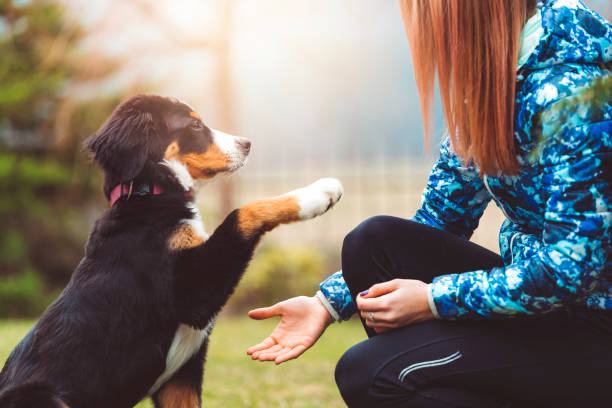 Dog Training in Jensen Beach