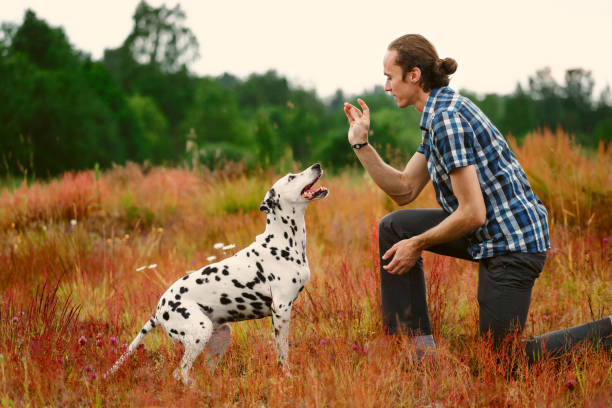 Dog Training in Loxahatchee