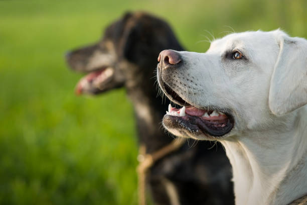dog training boynton beach