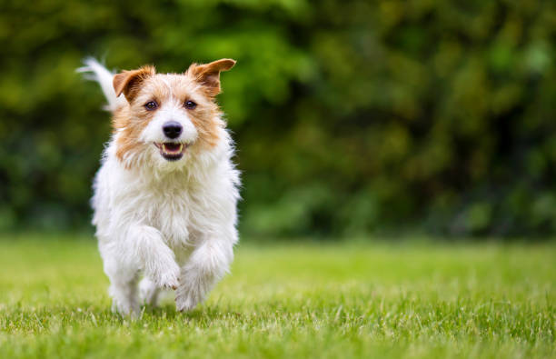 dog training coral springs