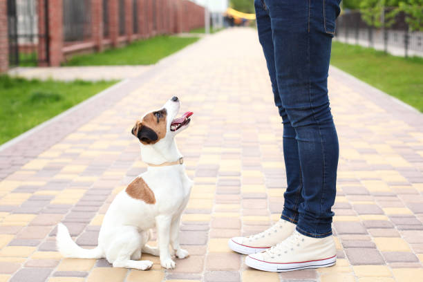 dog training delray beach