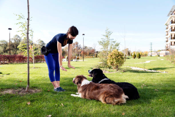 dog training coral gables