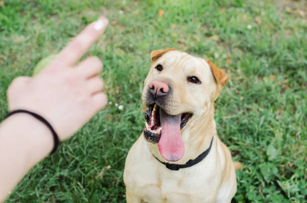 dog training hialeah