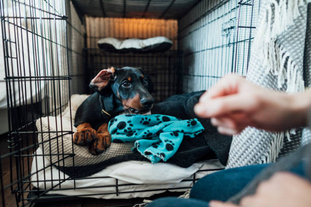 dog crate training boynton beach