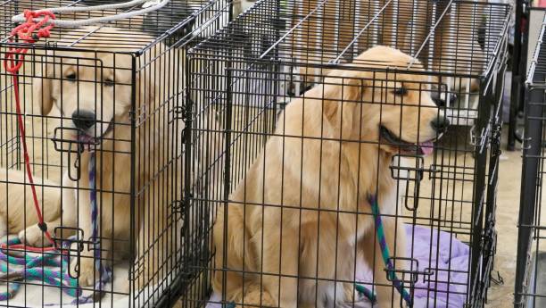 dog crate training coral springs