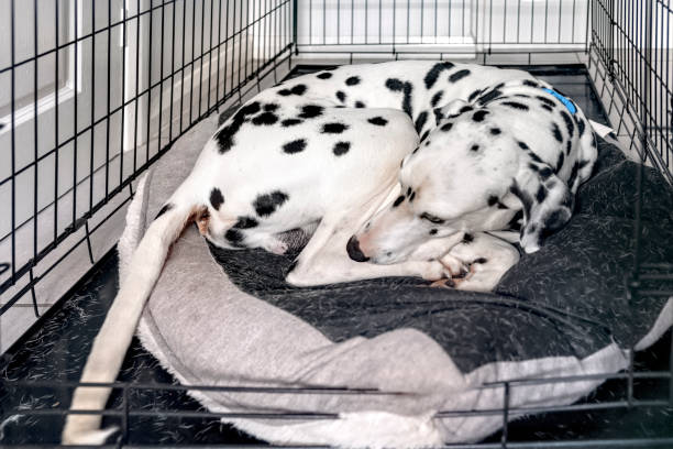 dog crate training lake worth