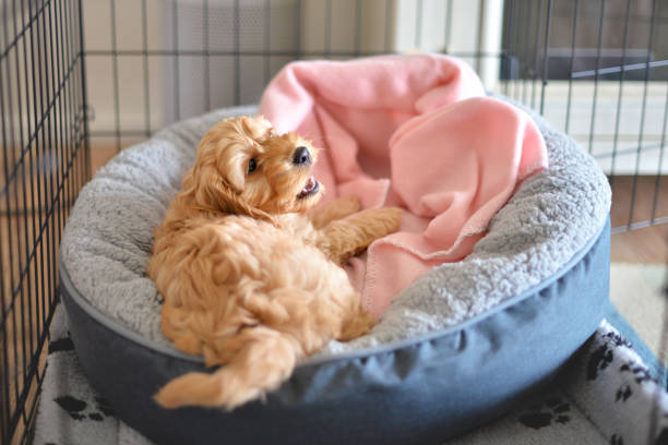dog crate training coconut creek