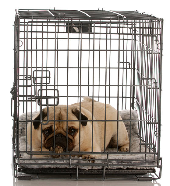 dog crate training hialeah