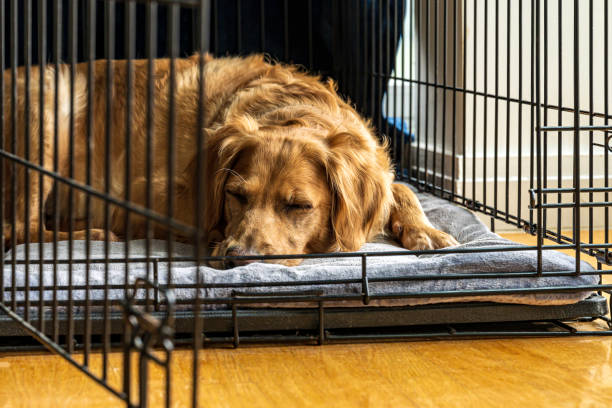 dog crate training palm beach