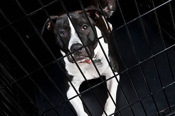 dog crate training stuart