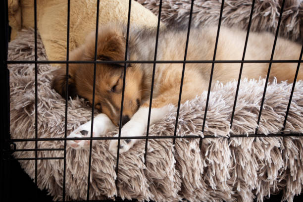 dog crate training sunrise