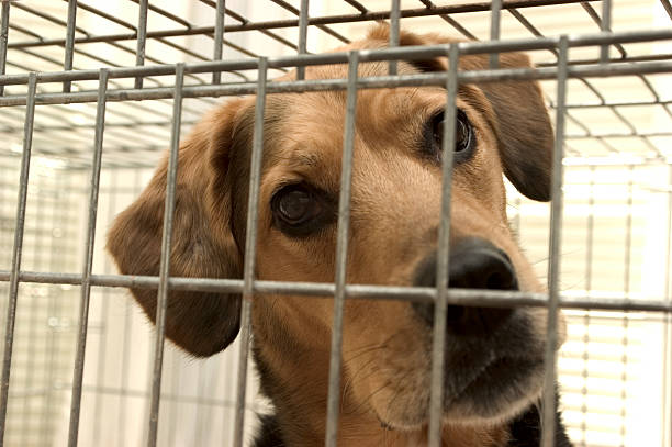 dog crate training west palm beach