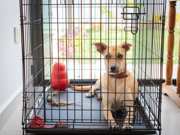 dog crate training lake park