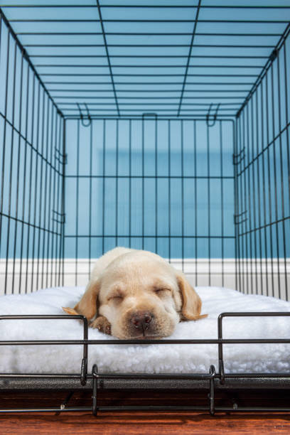 dog crate training port st lucie
