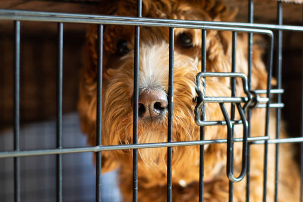 dog crate training sebastian