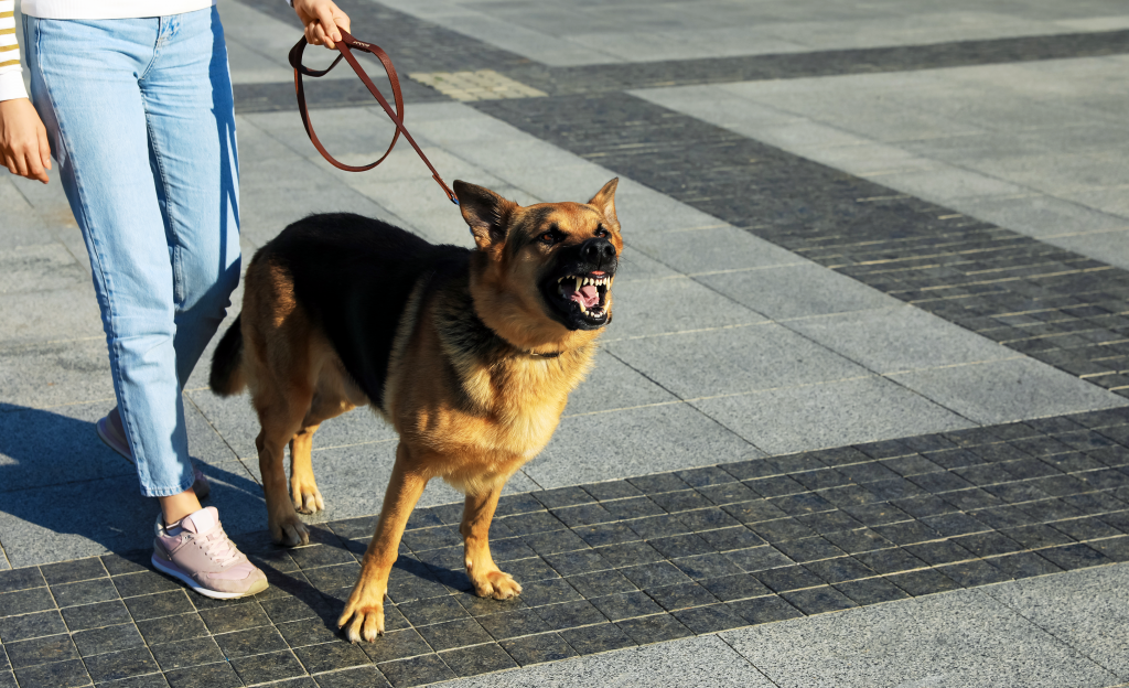 How to Solve Dog Aggression Issues Giving A Dog A Bone