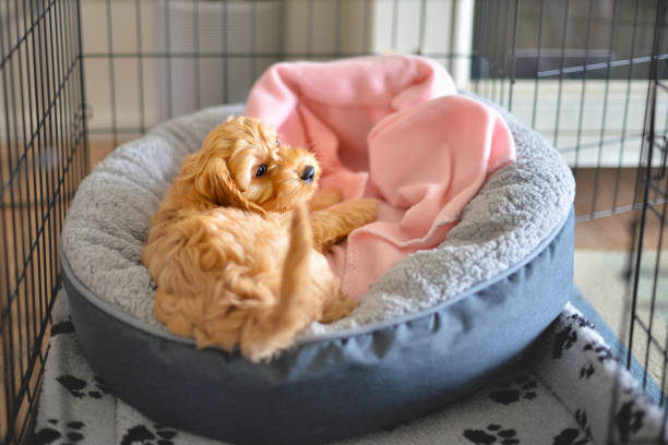 dog crate training deerfield beach