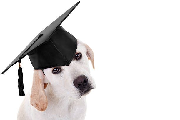 Beginner Dog Training Boca Raton