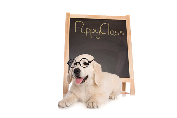 Beginner Dog Training Delray Beach