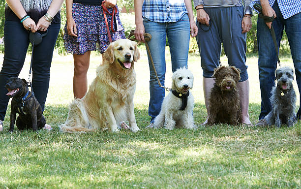 Beginner Dog Training Lake Worth