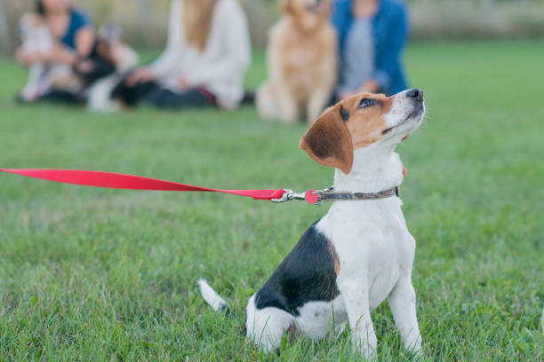 Beginner Dog Training Coral Gables