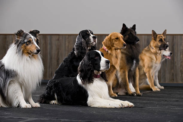 Beginner Dog Training Greenacres