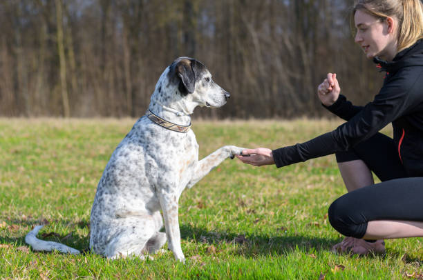 Beginner Dog Training Sunrise