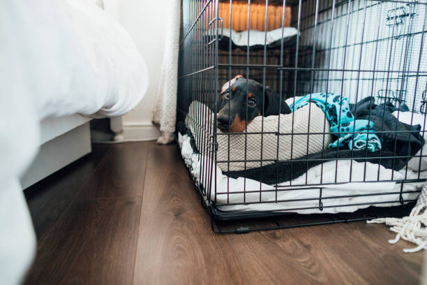 5 Do's and Don'ts of Crate Training - Diggs